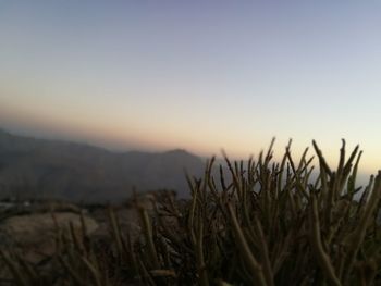 Close-up of grass against sunset