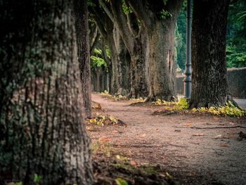 Trees growing in forest