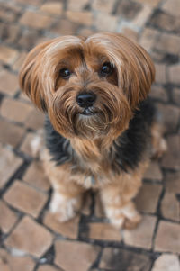 Close-up portrait of a dog