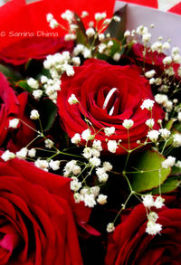 Close-up of red roses blooming outdoors