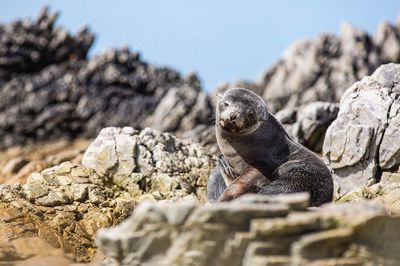 Seal amidst rocks during sunny day