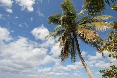 Low angle view of palm tree against sky