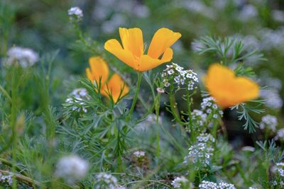 Close-up of yellow crocus flowers on field