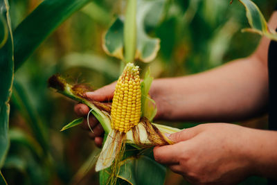 Close-up of hand holding yellow leaf