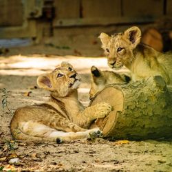 Portrait of cats lying on land
