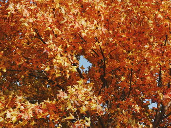 Low angle view of maple leaves on tree during autumn