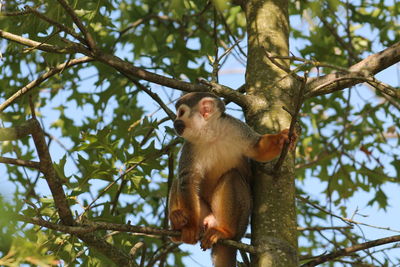 Low angle view of monkey sitting on tree