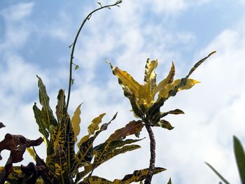 Low angle view of plants against cloudy sky
