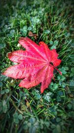 Close-up of red maple leaf on grass