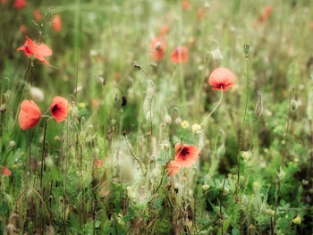 Close-up of red poppy flowers on field