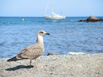 Close-up of gray heron perching by sea against sky