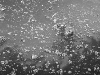 Full frame shot of jellyfish swimming in water