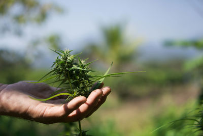 Hand of farmer holding cannabis at farm.