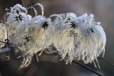 Close-up of wilted plant