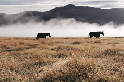 Horse grazing in a field