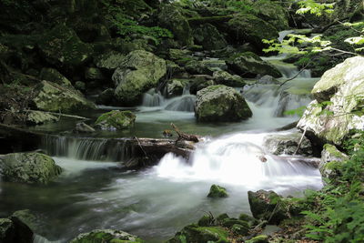 Scenic view of waterfall in forest
