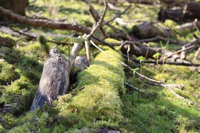 Close-up of lizard on tree in forest