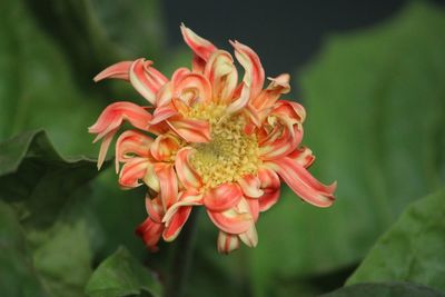 Close-up of red rose flower