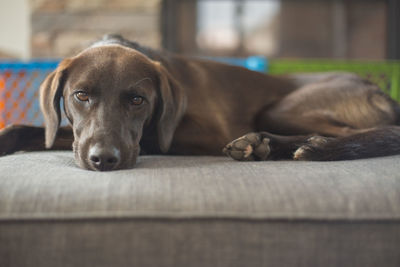 Close-up portrait of dog resting on sofa