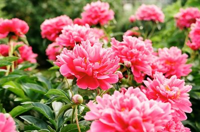 Close-up of pink flowers