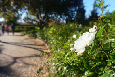 Close-up of white flower blooming on tree