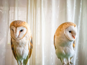 Close-up of two birds