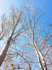 Low angle view of bare tree against blue sky