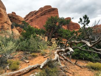 Dead trees and rock formation in forest