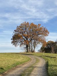 Tree on field by road against sky