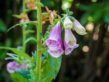 Close-up of purple flowers blooming outdoors