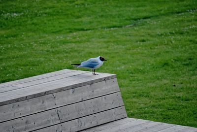 Bird perching on wood