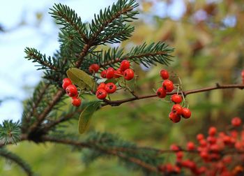 Close-up of red berries on tree