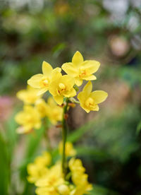 Close-up of yellow flowering plant