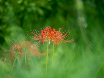 Close-up of red flowering plant