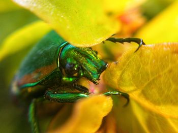 Close-up of insect on leaf