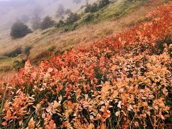 Flowers growing on field against sky