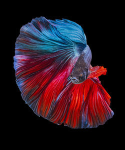 Close-up of orange fish against black background