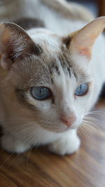 Close-up portrait of cat