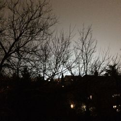 Low angle view of bare trees against sky at night