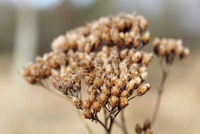 Close-up of dried plant