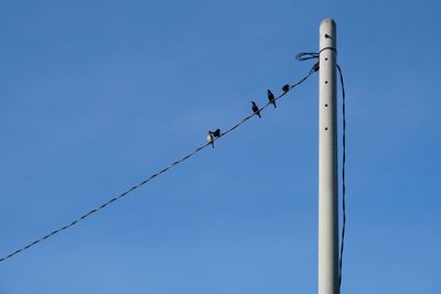 Low angle view of birds on pole against clear blue sky