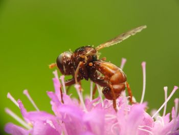 Close-up of insect pollinating on flower