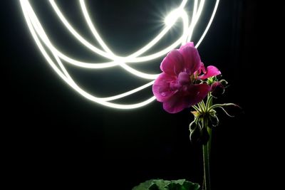 Close-up of pink flowers against black background