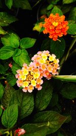 Close-up of yellow flowers