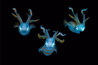 Close-up of jellyfish against black background