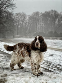 View of dog on snow covered land