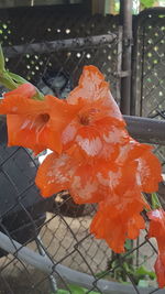 Close-up of orange flower blooming outdoors