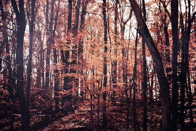 Bare trees in forest