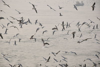 Flock of birds flying over lake