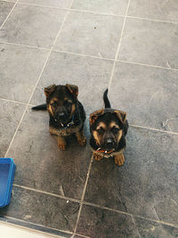 Portrait of puppy sitting on tiled floor